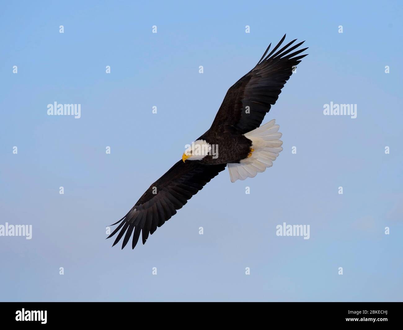 Reifer Weißkopfadler im Flug auf hellblauem Himmel. Stockfoto