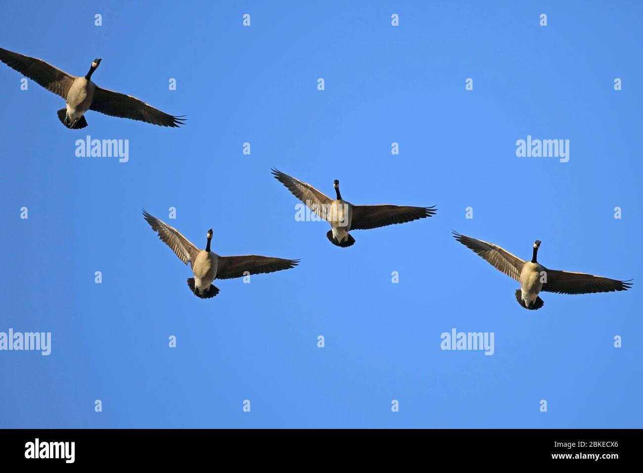 Gruppe von Kanadagänsen, die zusammen am blauen Himmel fliegen. Stockfoto