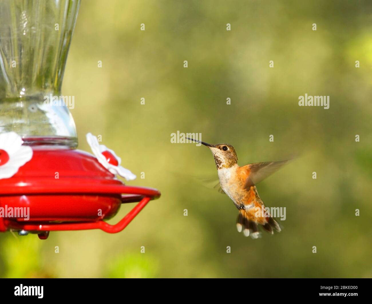 Rufus Hummingbird fliegt zu einem Futterhäuschen. Stockfoto