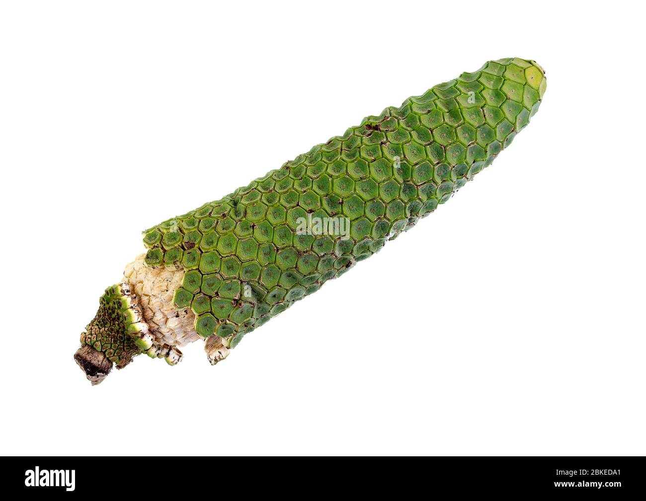 Reife Frucht der Monstera deliciosa, mit den äußeren grünen Abschnitten fallen ab und offenbaren das weiße innere Fleisch auf einem harten Kern. Stockfoto