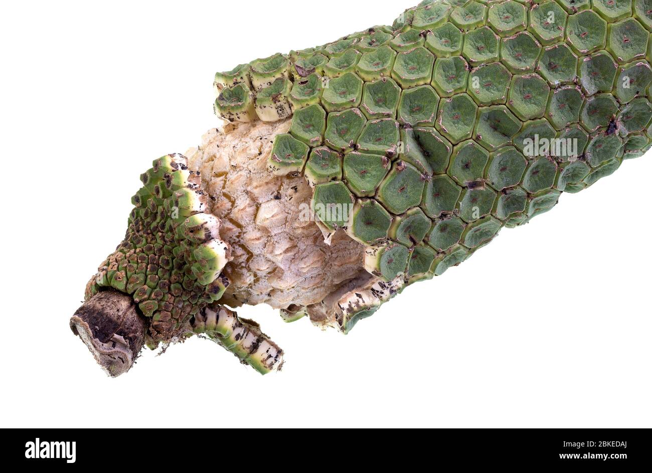 Reife Frucht der Monstera deliciosa, mit den ueren grnen Abschnitten  fallen ab und offenbaren das weie innere Fleisch auf einem harten Kern  Stockfotografie - Alamy