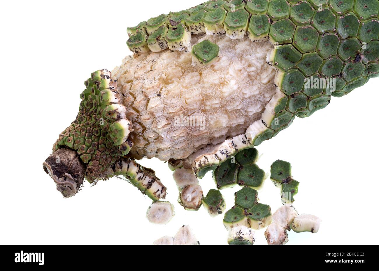 Giftige Frucht Stockfotos Und Bilder Kaufen Alamy