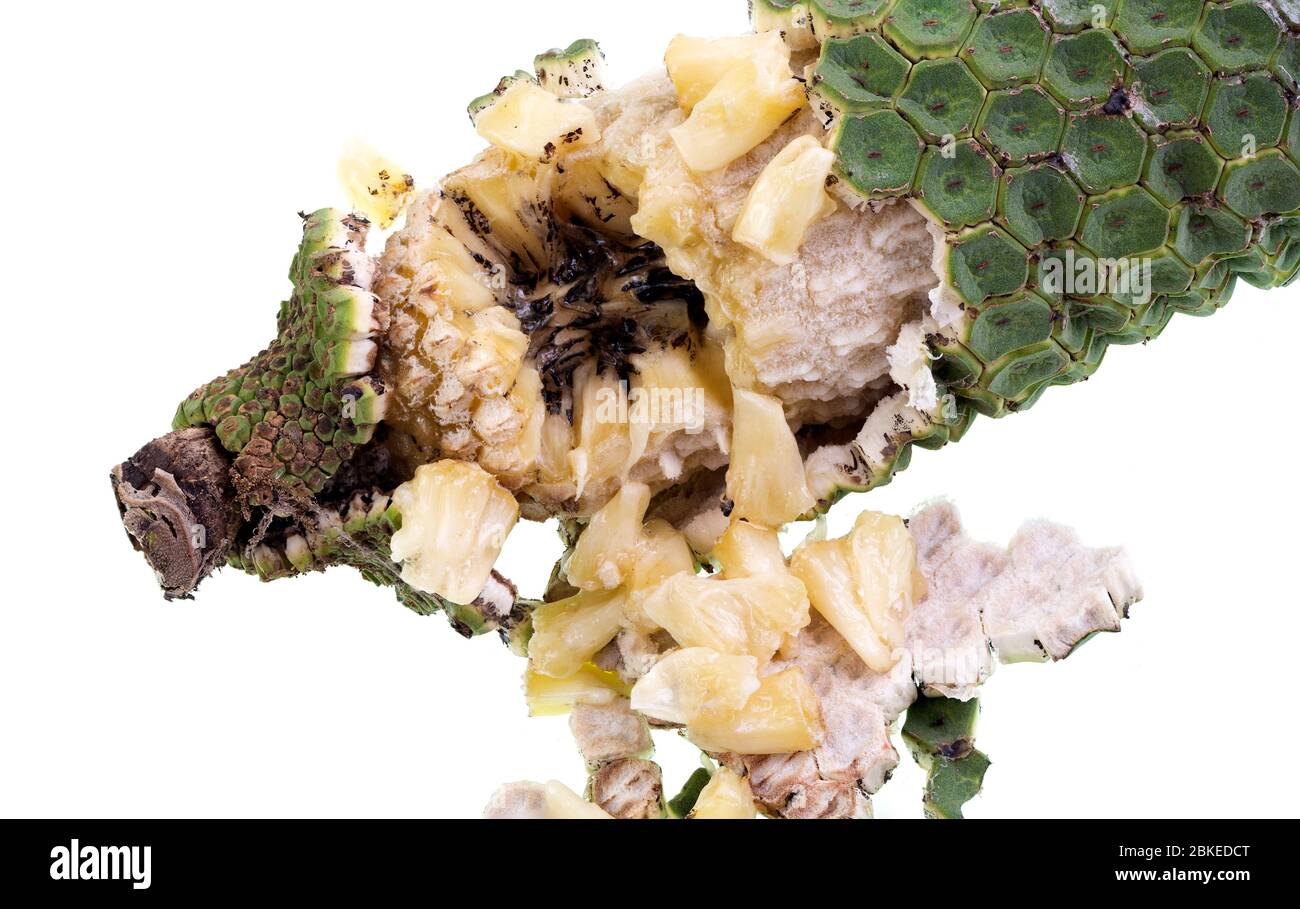 Reife Frucht der Monstera deliciosa, mit den ueren grnen Abschnitten  fallen ab und offenbaren das weie innere Fleisch auf einem harten Kern  Stockfotografie - Alamy