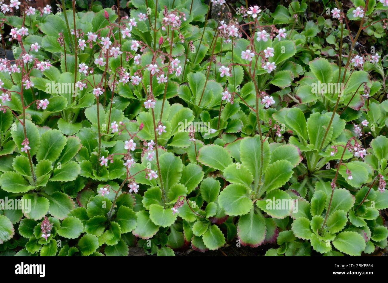 London Pride Blumen Blätter Pflanze Saxifraga urbirium mehrjährige Garten blühende Pflanze Stockfoto