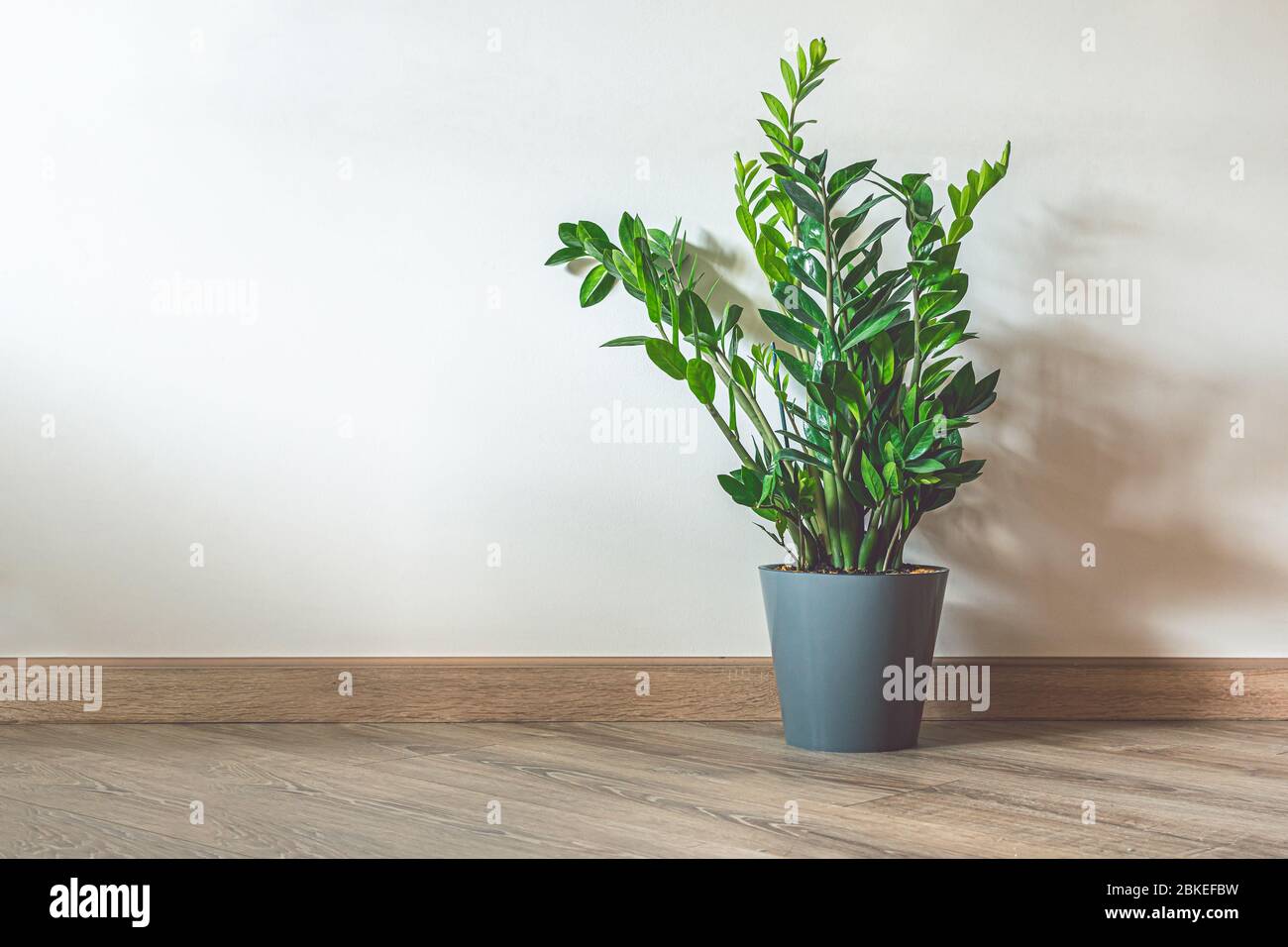 Home Pflanze Zamioculcas, auch als Sansibar Juwel in der Inneneinrichtung mit Kopie Raum bekannt Stockfoto