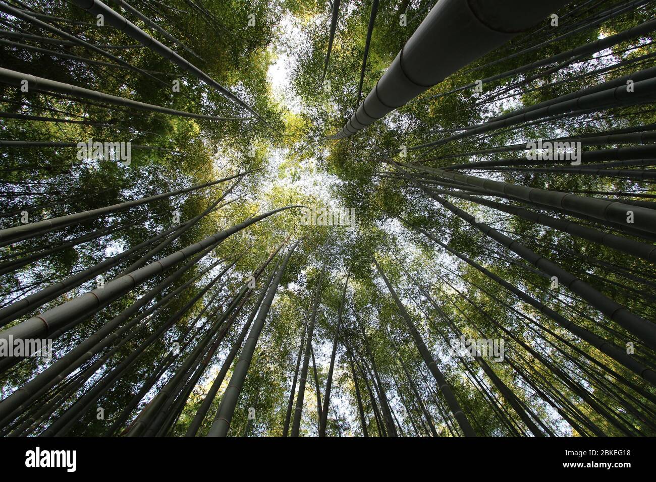 Schaut aus dem Bambushain hoch. Damyang, Südkorea Stockfoto