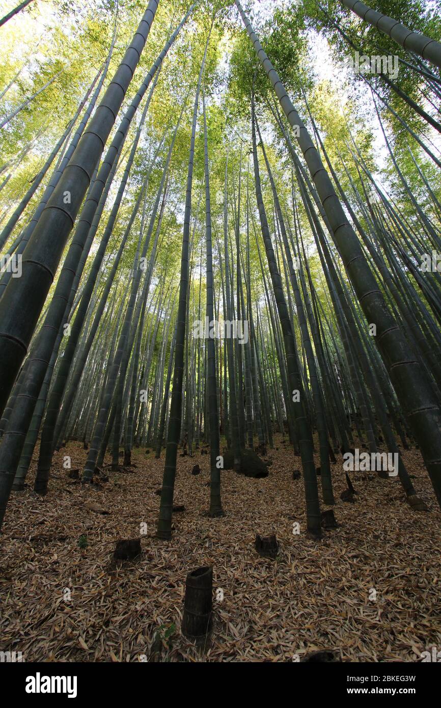 Schaut aus dem Bambushain hoch. Damyang, Südkorea Stockfoto