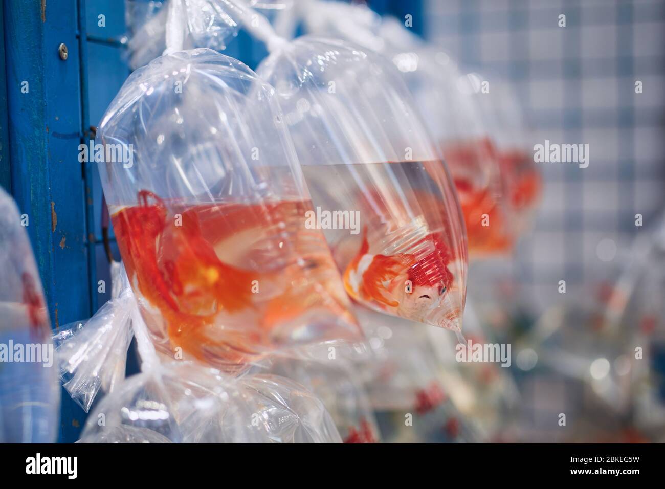 Aquarium Fisch in Plastiktüten in Goldfish Street Market in Hong Kong. Stockfoto