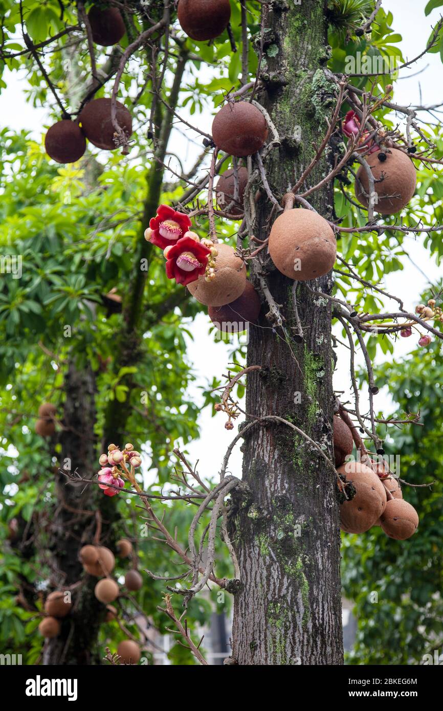 Baumblume in Couroupta guianensis im Flamengo Park, Centro Gegend von Rio de Janeiro, Brasilien Stockfoto