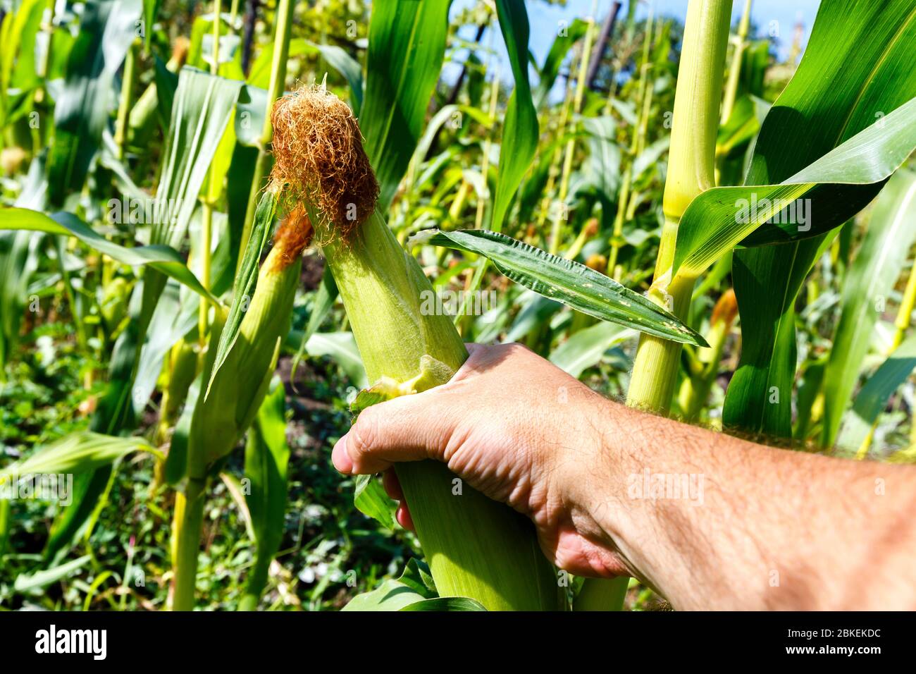 Die Hand des Mannes wählt den Maiskopf Stockfoto
