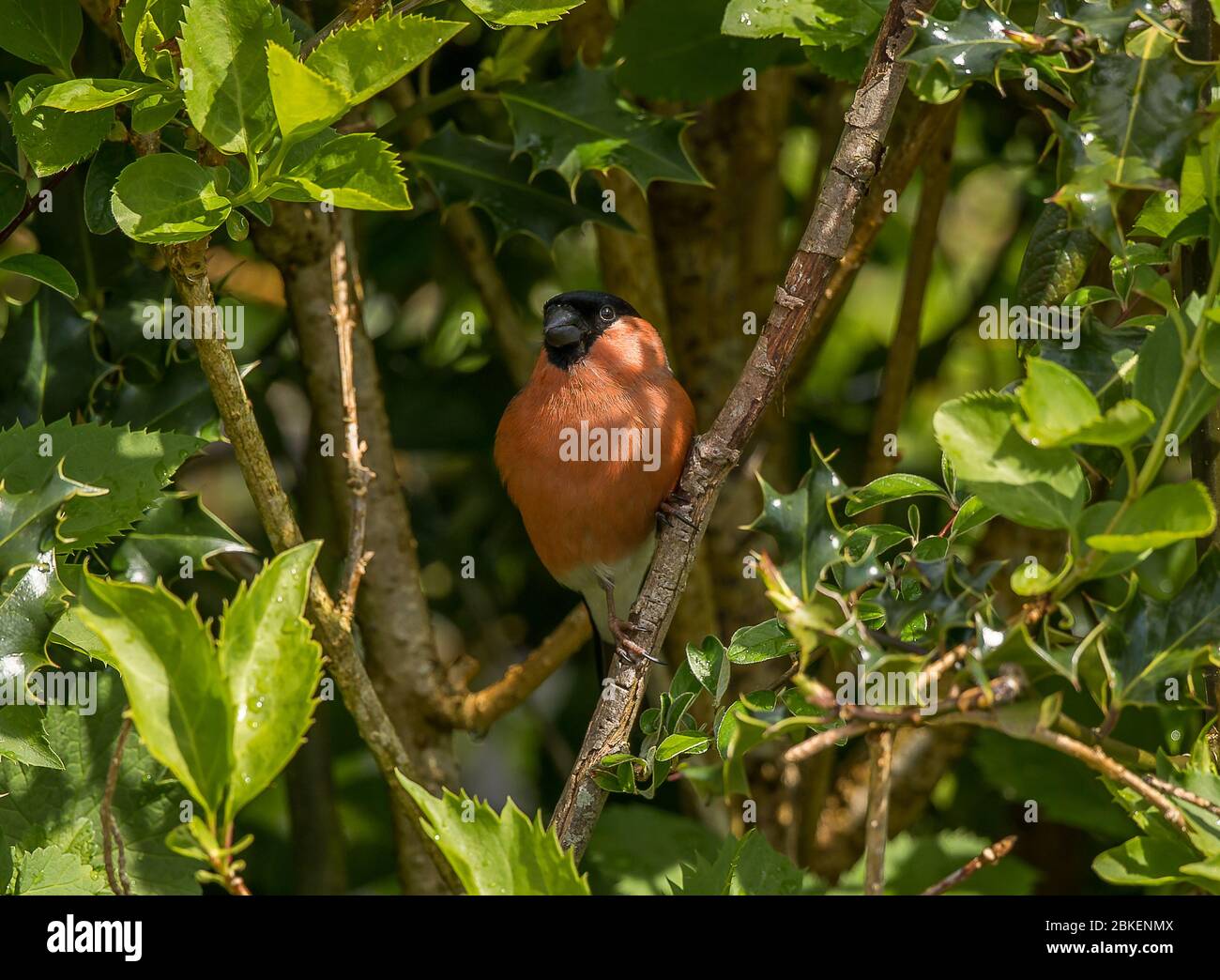 Gimpel Stockfoto