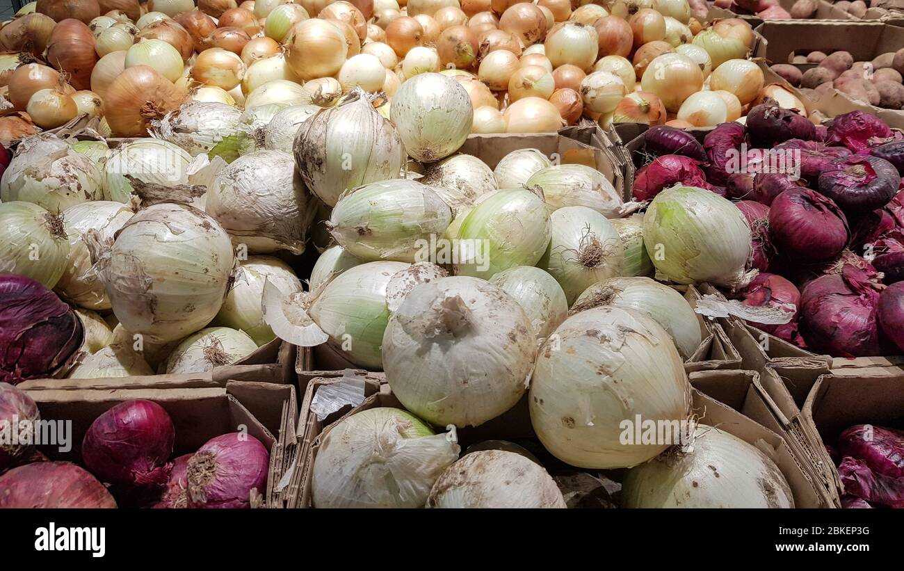Viele kleine Zwiebelzwiebeln zum Pflanzen. Verschiedene Sorten von Zwiebeln. Stockfoto