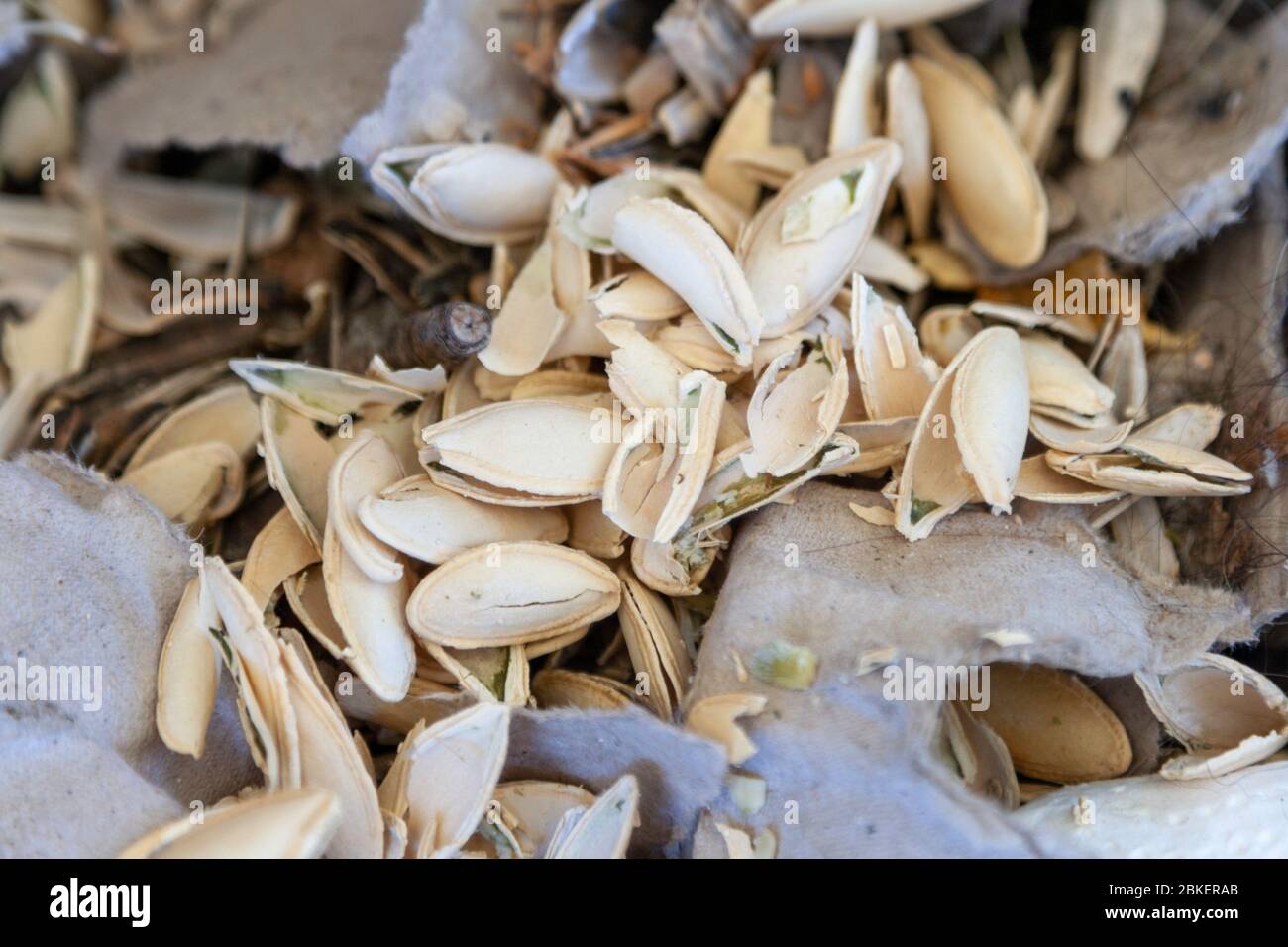 Leere Kürbiskernschalen im Mülleimer Stockfoto