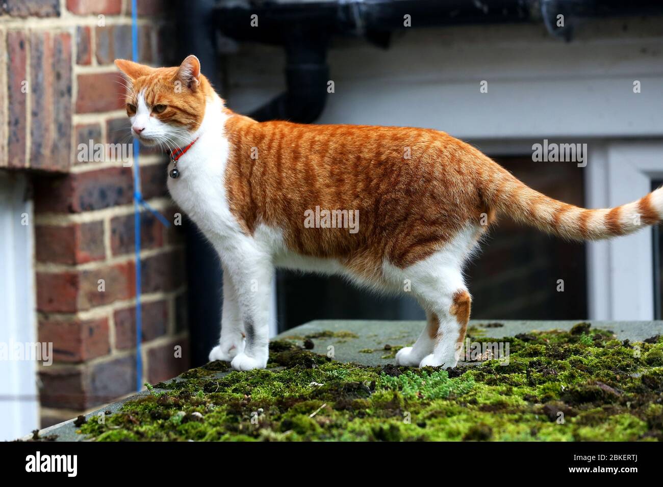 Eine niedliche Ingwerkatze, die einen Garten in Brighton, East Sussex, Großbritannien, erkundet. Stockfoto