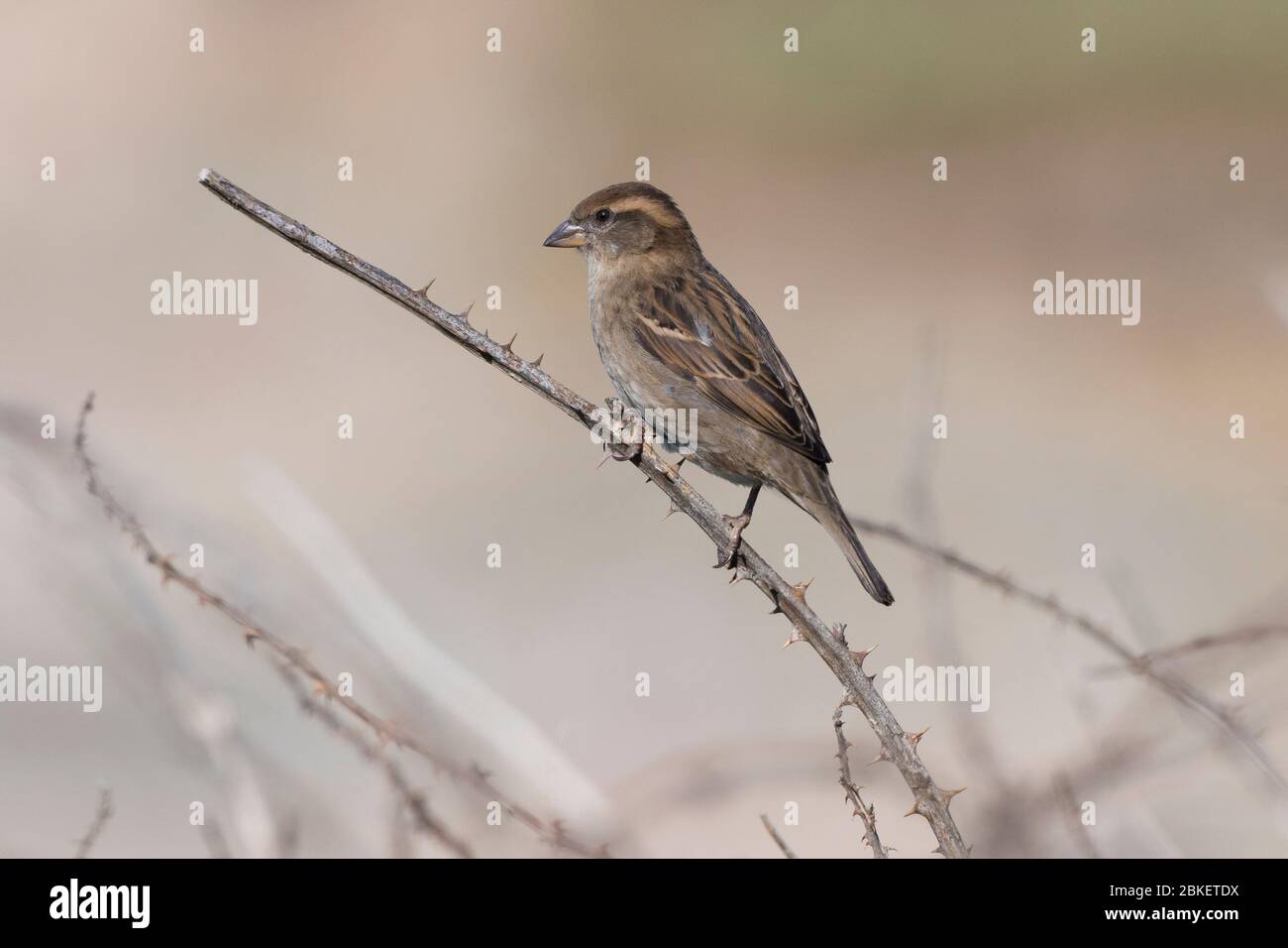 Ein Haus Sparrow Passer domesticus thront auf einem Busch. Stockfoto