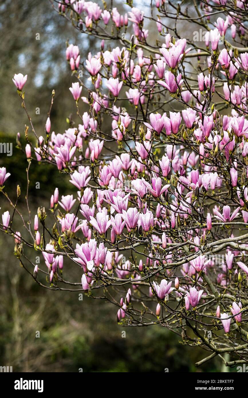Ein Magnolia Baum Magnolia x soulangeana in voller Blüte in Trenance Gardens in Newquay in Cornwall. Stockfoto