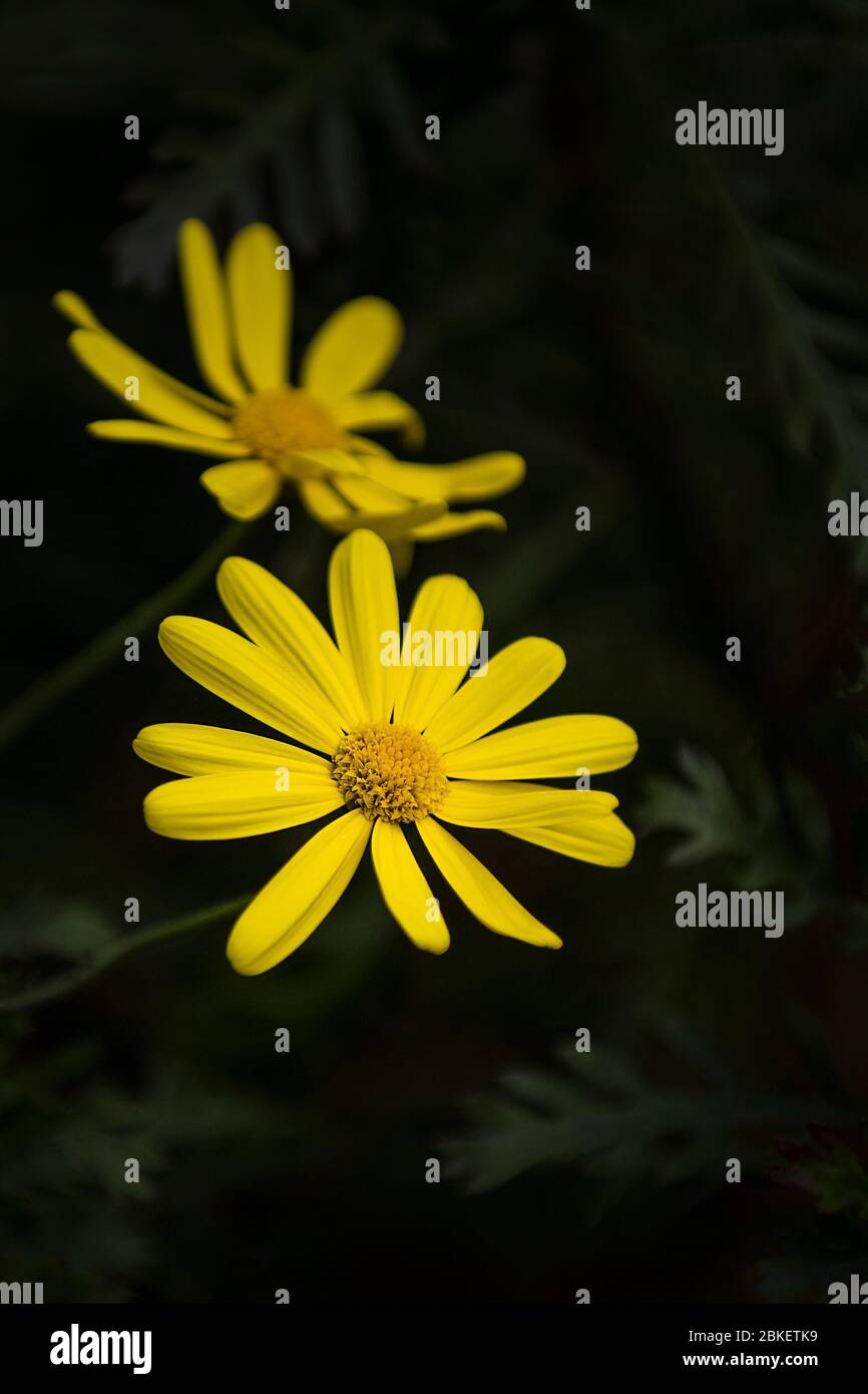 Ein Nahaufnahme von Euryops chrysanthemoides African Bush Daisy blüht. Stockfoto