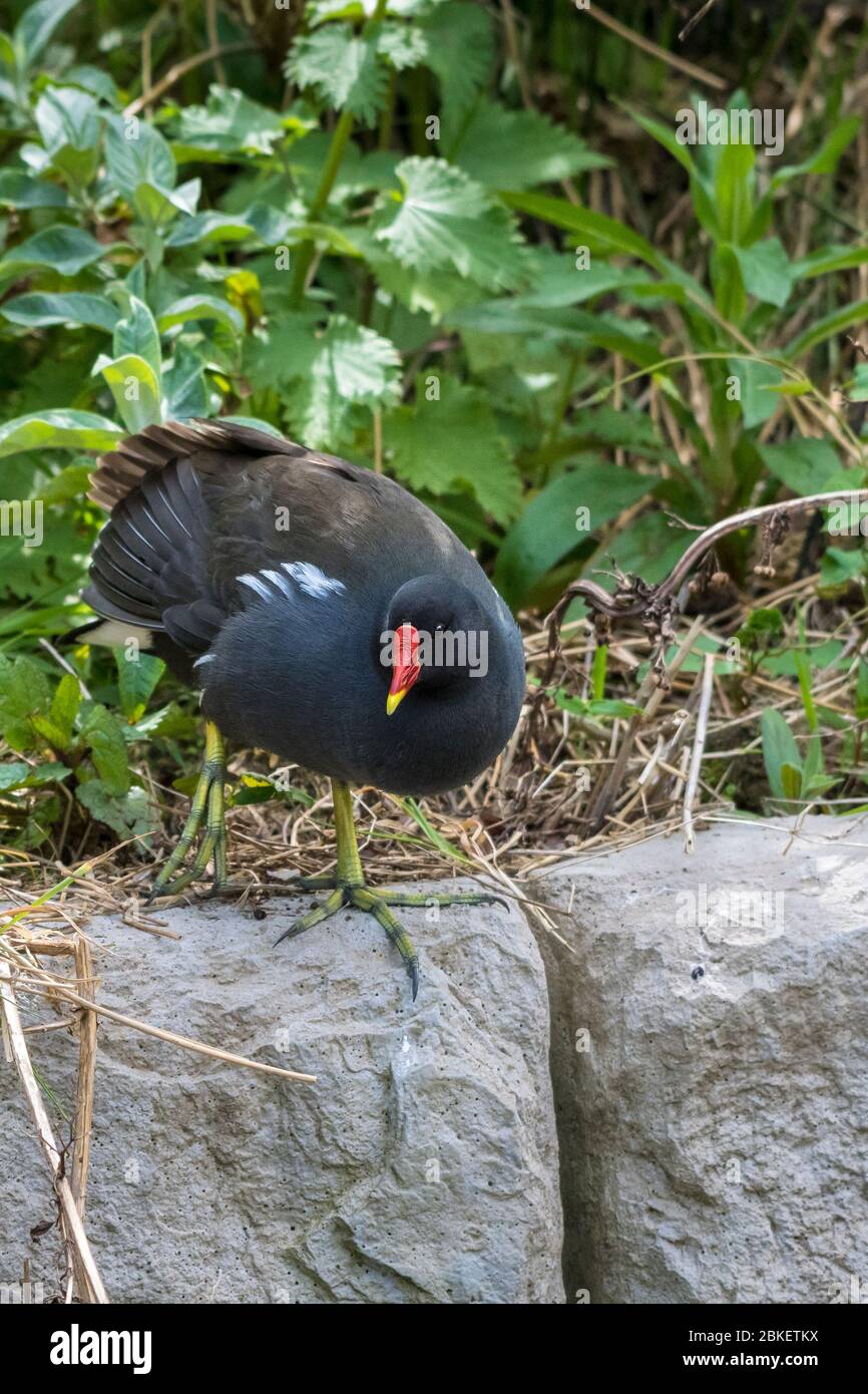 Ein Moorhen Gallinula chloropus im Unterholz am Trenance Boating Lake in Trenance Gardens in Newquay in Cornwall. Stockfoto