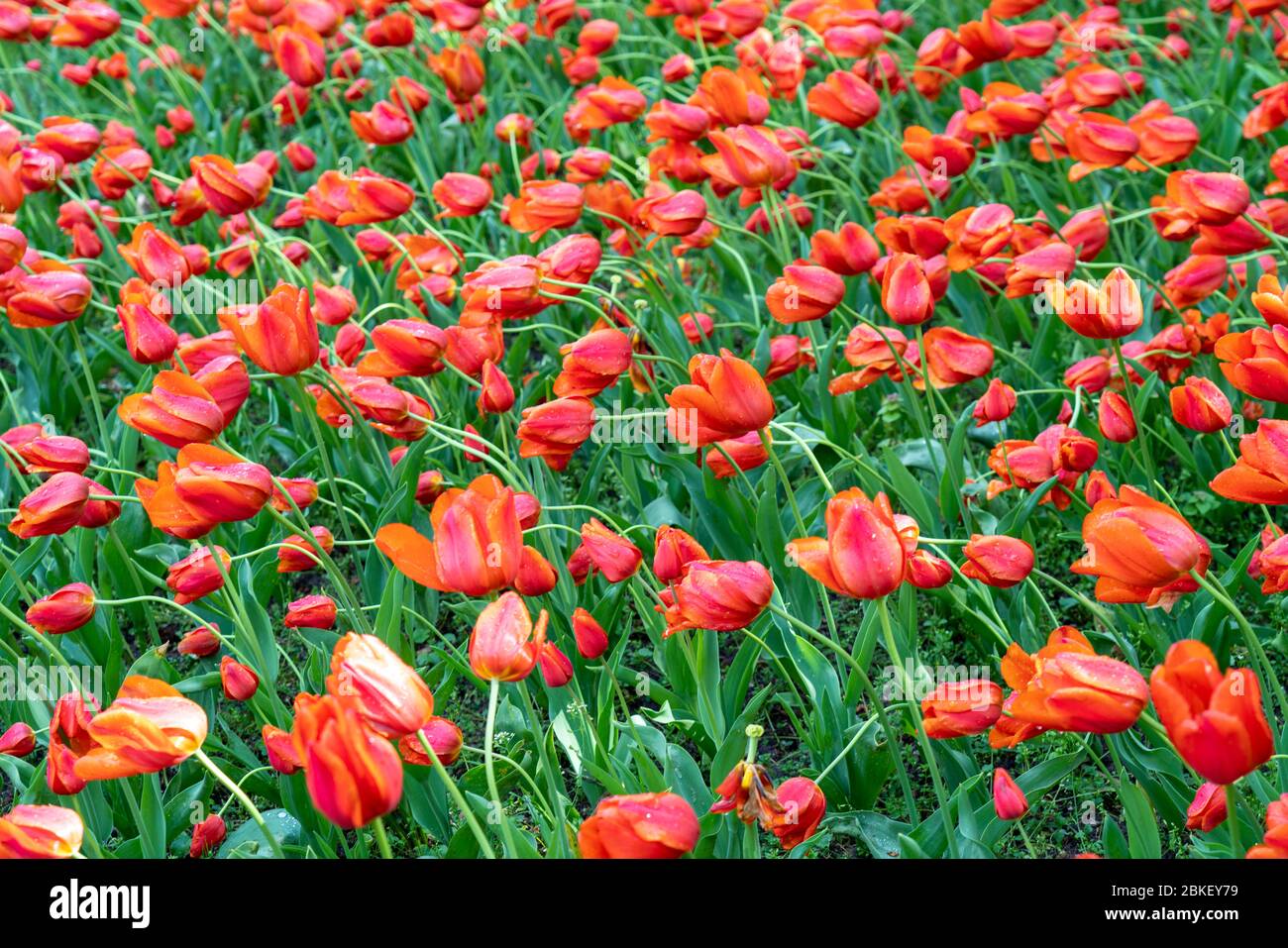 Tulpen, auf einem Feld, nach einem Regenschauer etwas depressiv, Stockfoto