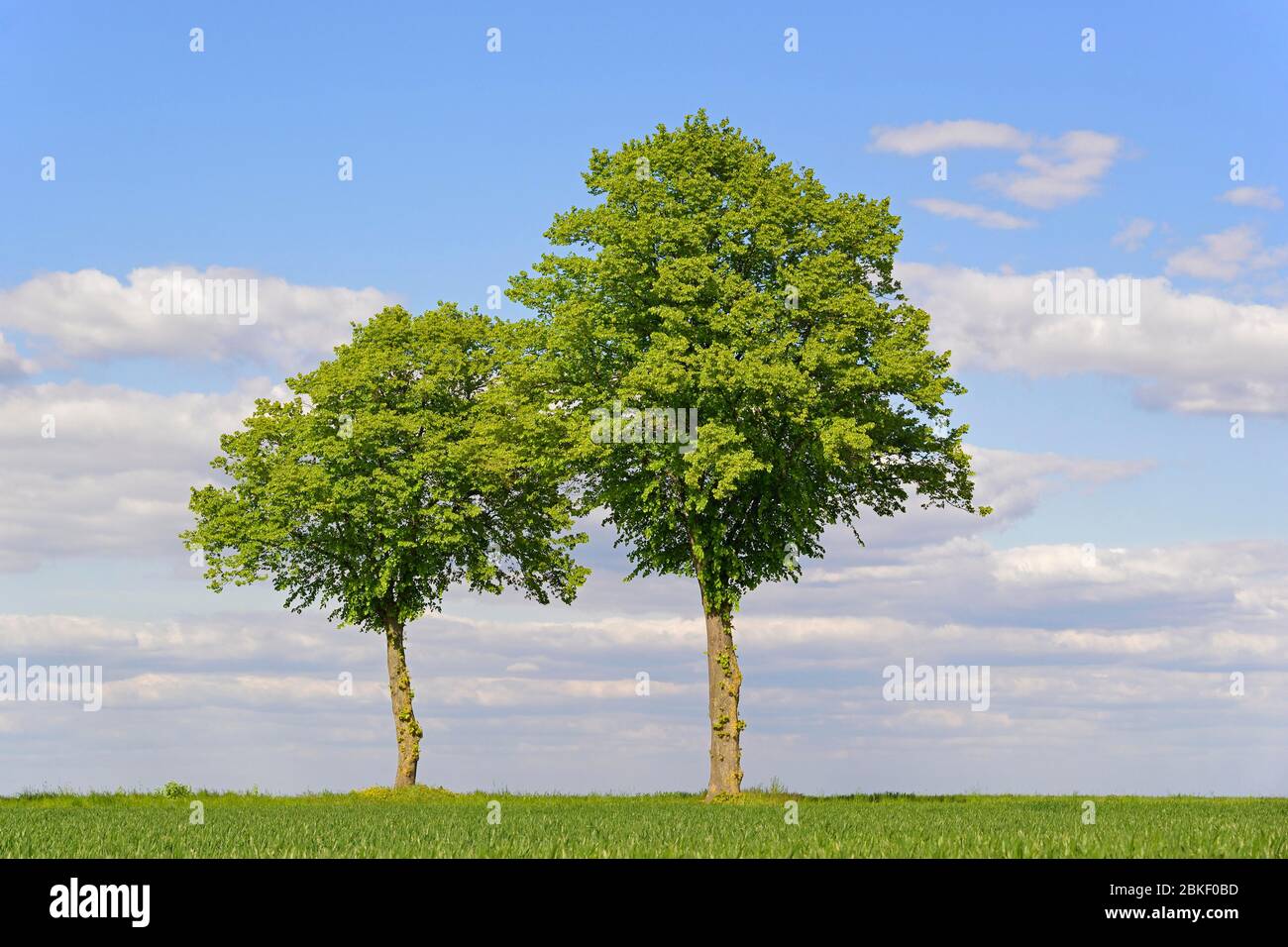 Linden (Tilia), zwei Bäume mit blauem bewölktem Himmel, Nordrhein-Westfalen, Deutschland Stockfoto