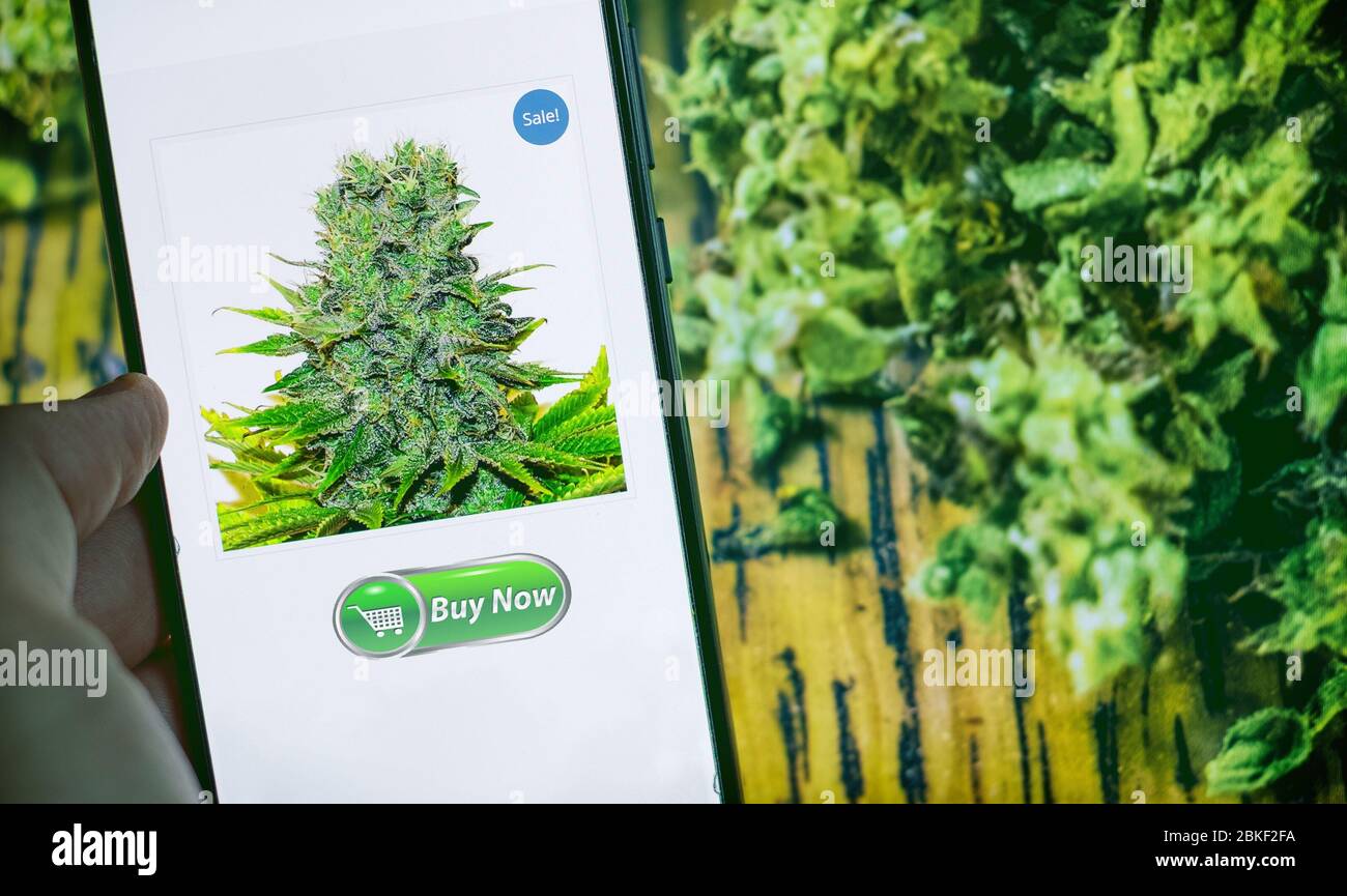 Cannabis Licht Online-Shop kaufen ganja Licht mit Smartphone. Stockfoto