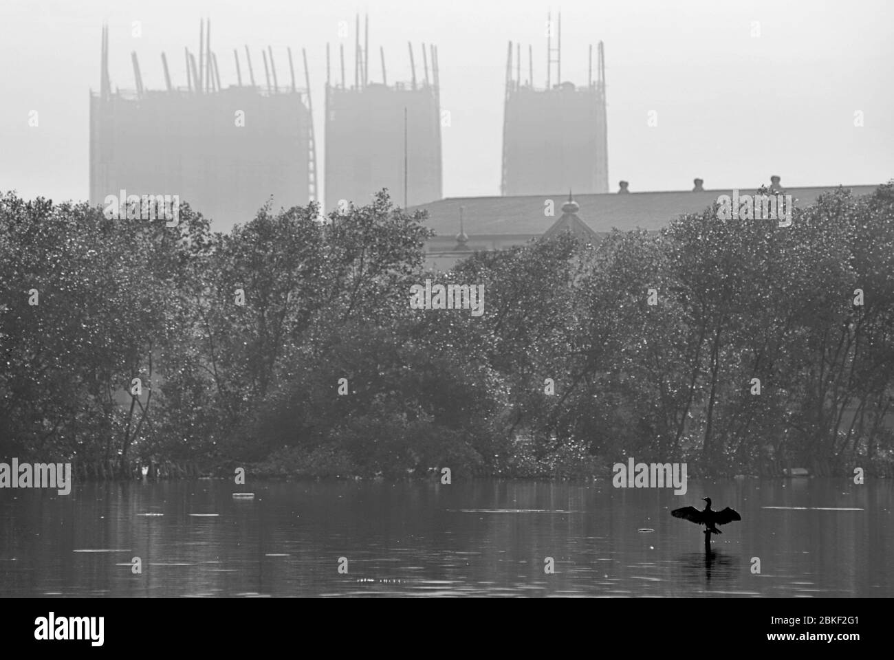 Ein kleiner schwarzer Kormoran (Phalacrocorax sulcirostris), der seine Flügel auf einem Mangrovengebiet in Muara Angke, Nord-Jakarta, Jakarta, Indonesien ausbreitet. Archivbild. Stockfoto