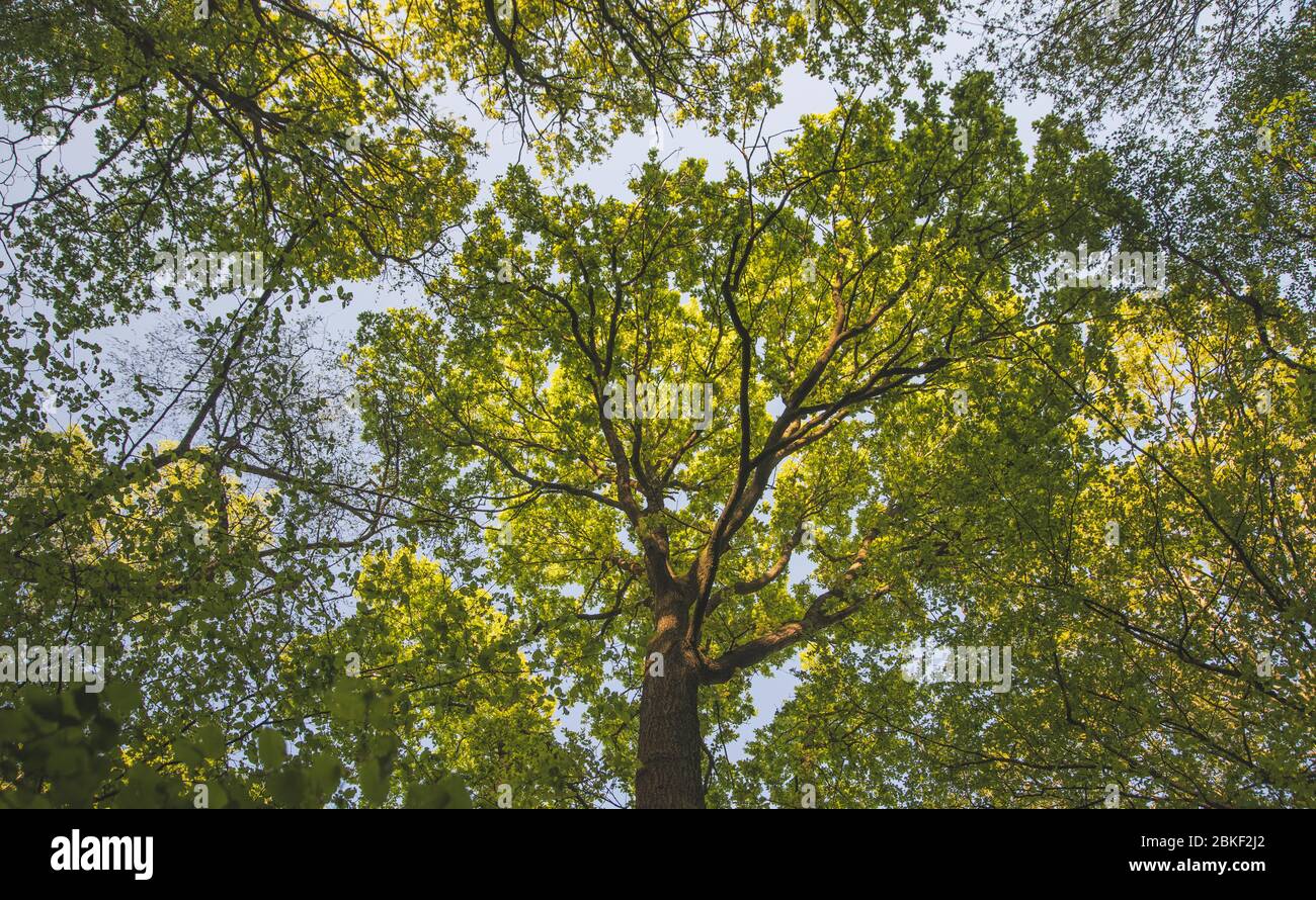 Waldlandschaft Mit Baumwald Stockfoto