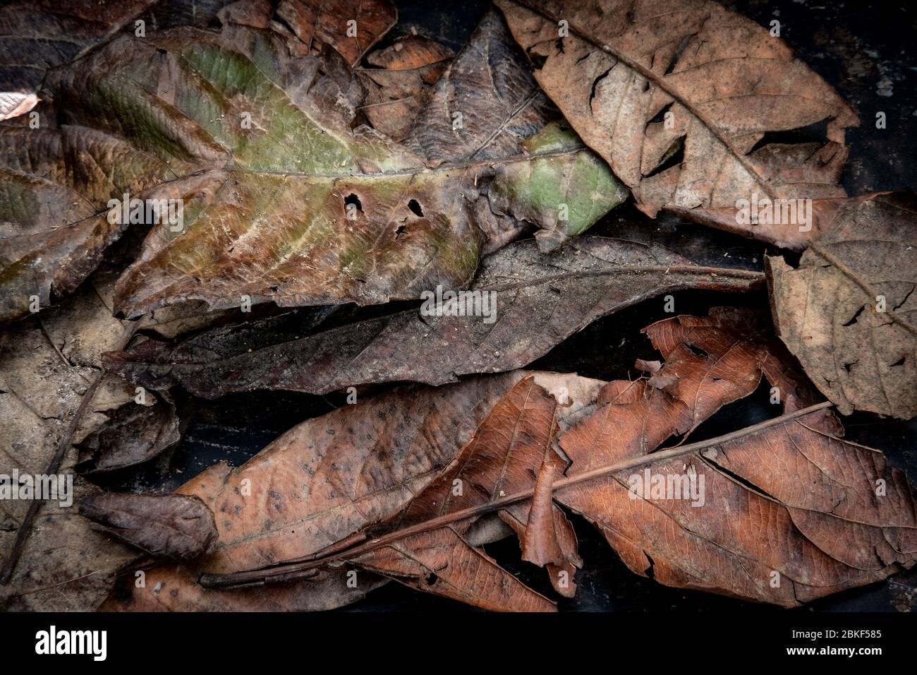 Mosaik aus trockenen Herbstblättern auf dunklem Hintergrund Stockfoto