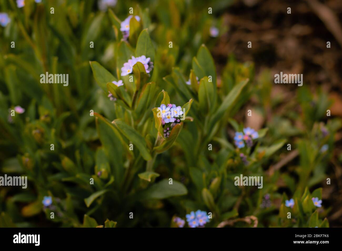 Azurblaues Holz Vergissmeinnicht blühende Blumen im frühen Frühling (Myosotis sylvatica) Stockfoto