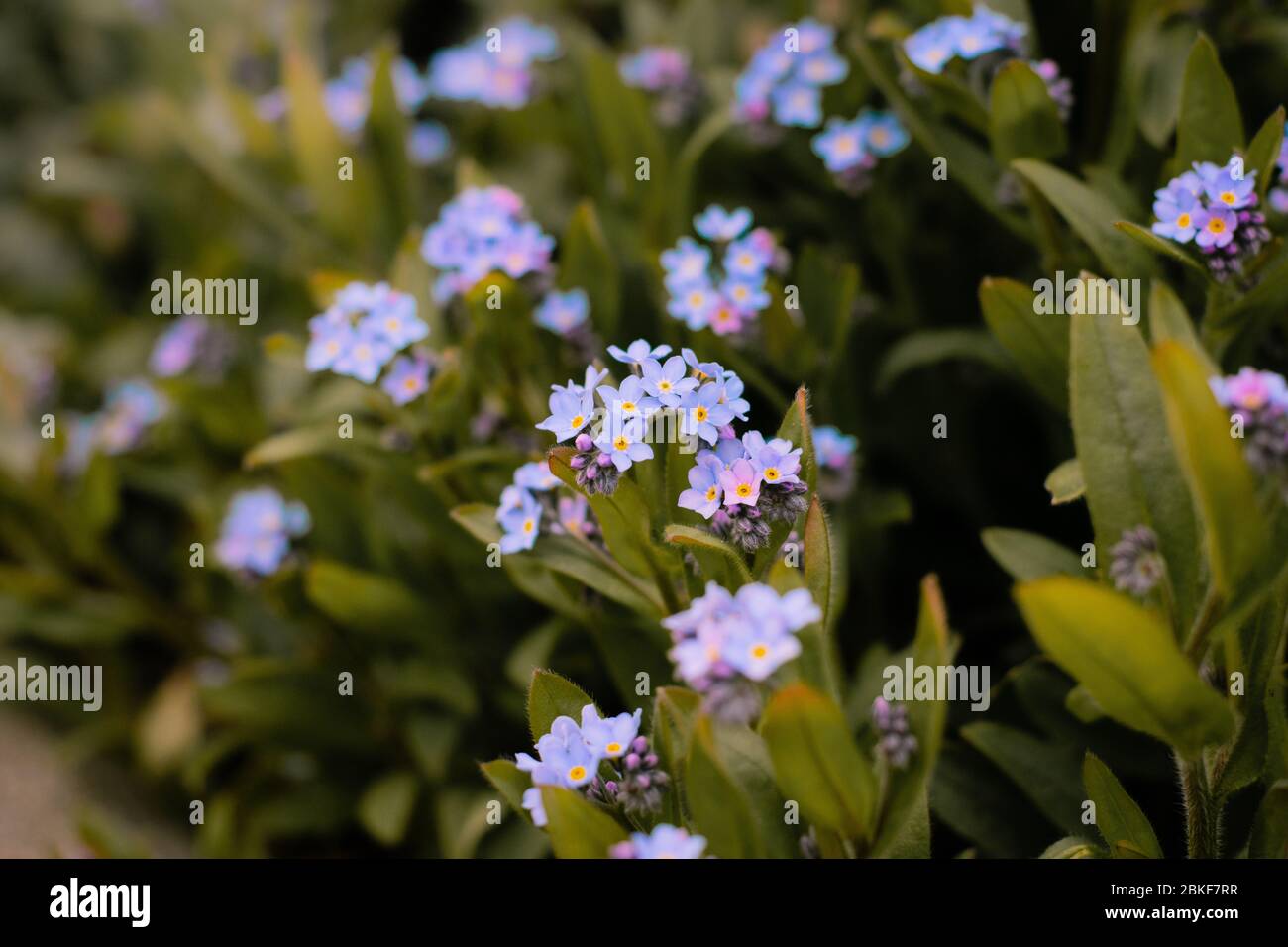 Azurblaues Holz Vergissmeinnicht blühende Blumen im frühen Frühling (Myosotis sylvatica) Stockfoto