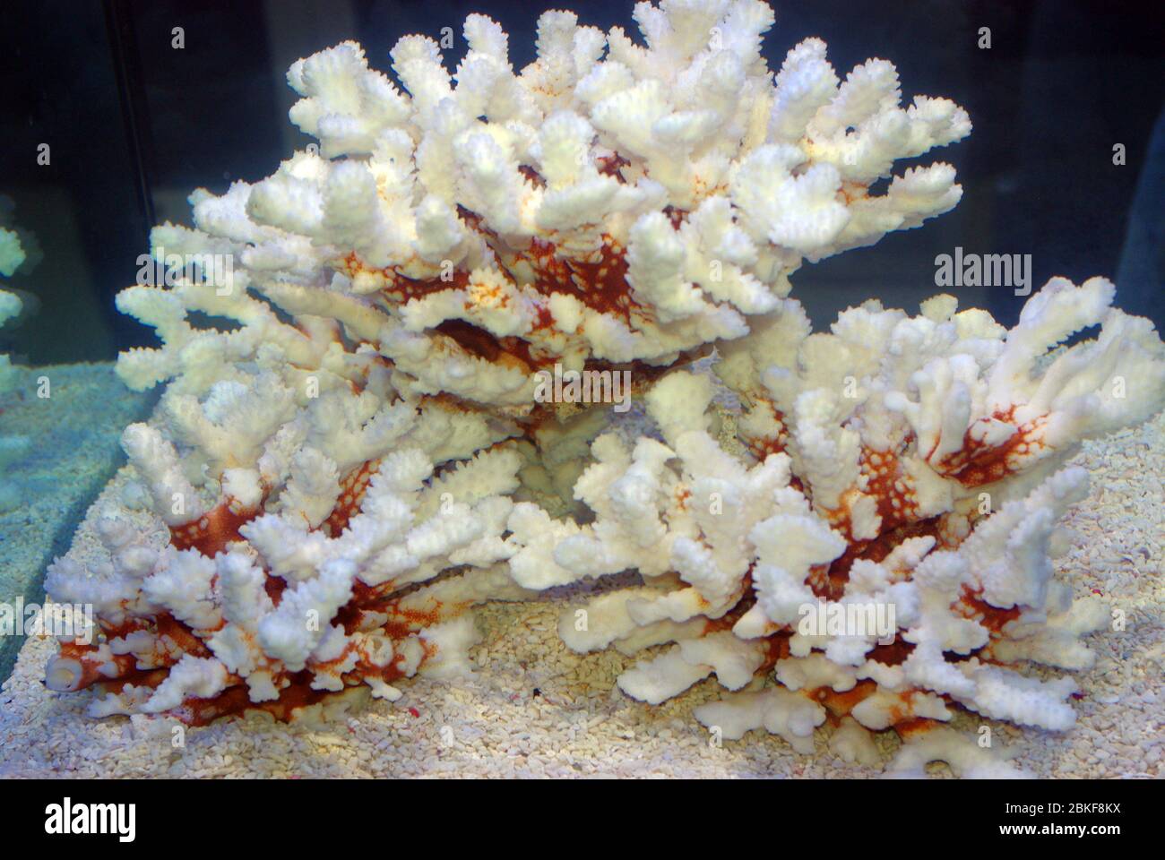 Aquariendekoration mit Korallenskeletten Stockfoto