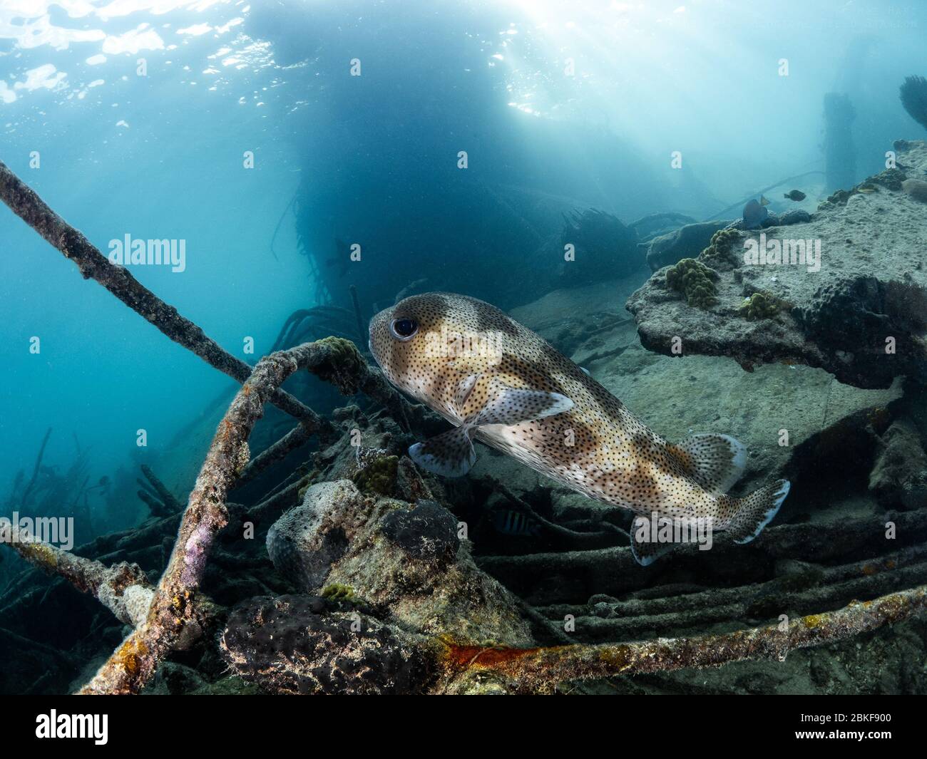 Porcupinefish in Schiffswrack, Bahamas. Stockfoto