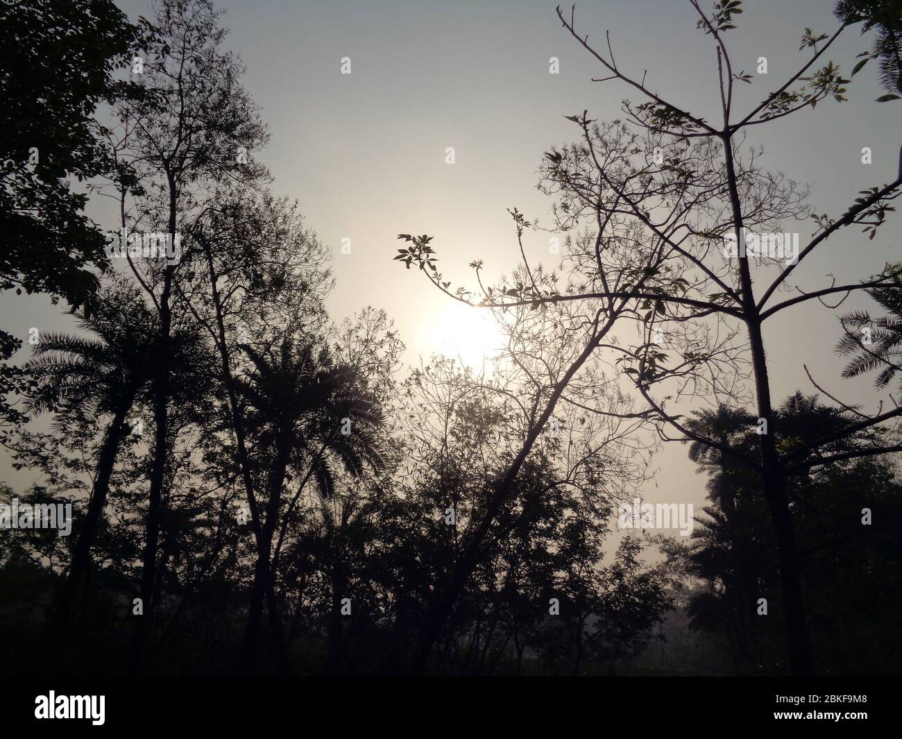 Silhouette des Baumes in der Morgensonnenaufgangs Stockfoto