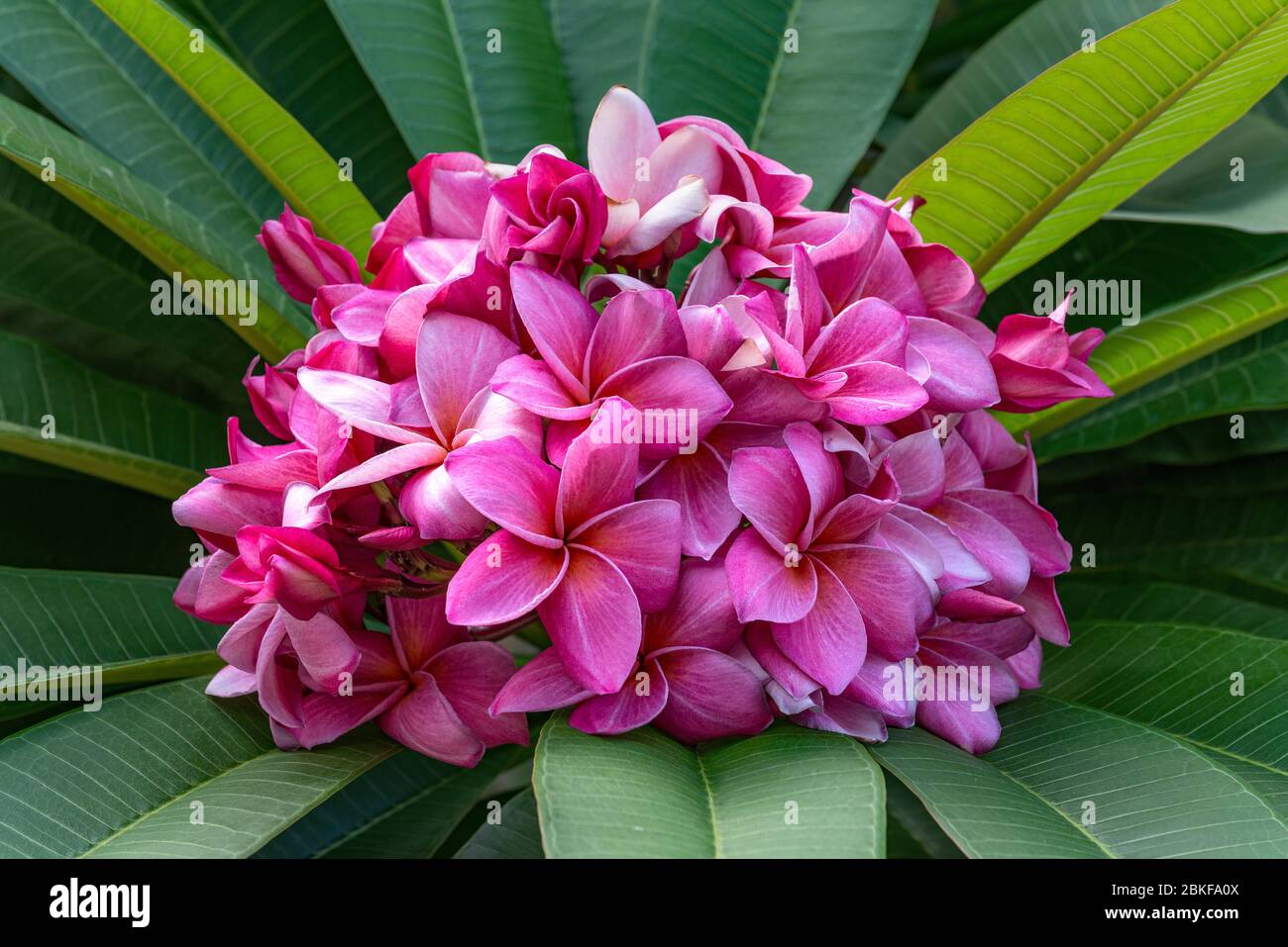 Singapur rosa Frangipani Blumen, Singapur Stockfoto
