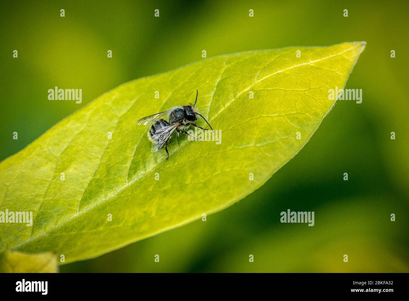 Rote Maurerbiene auf einem Magnolienblatt. Stockfoto