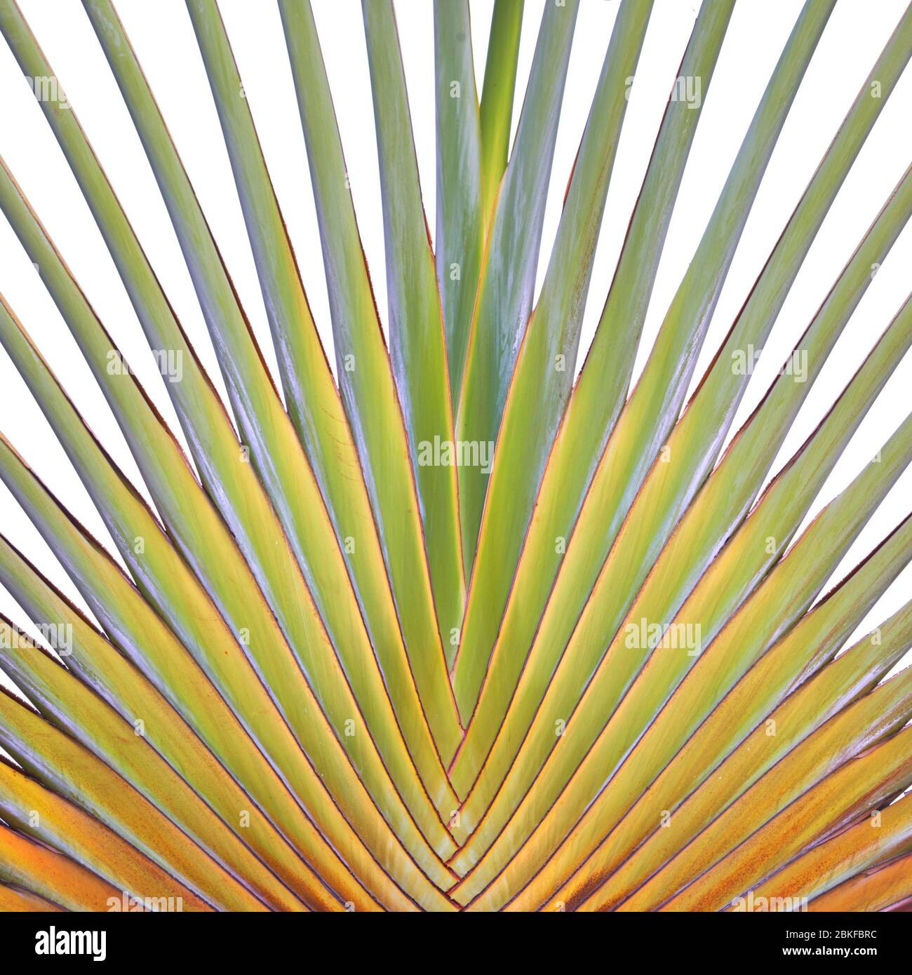 Travelers Palm Detail, Singapur Stockfoto