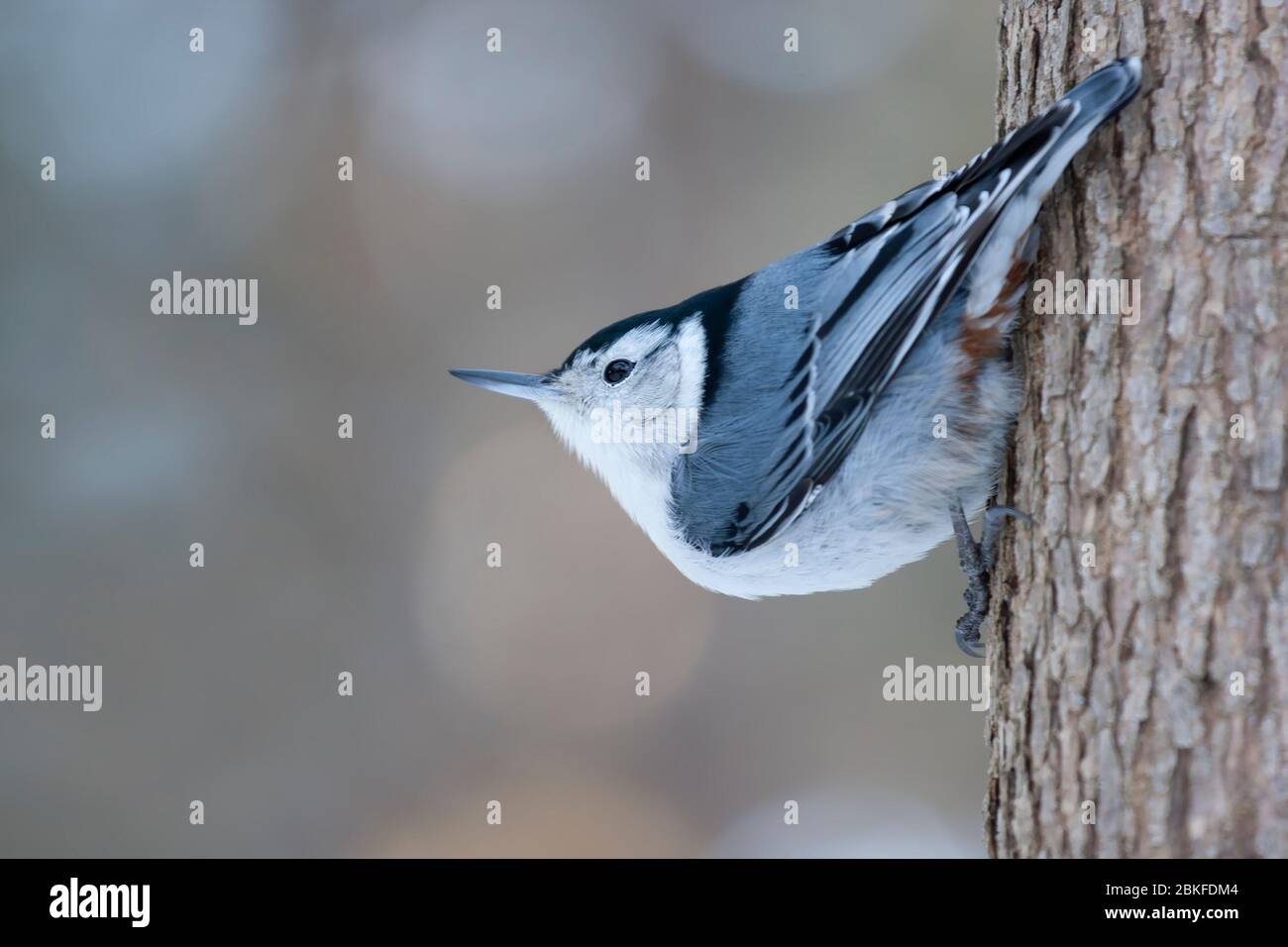 White-Breasted Kleiber thront auf einem Zweig im Winter in Ottawa, Kanada Stockfoto
