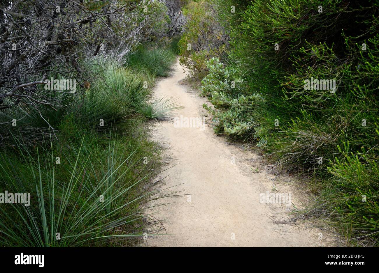 Parkpfad und einheimische Vegetation, Royal National Park, NSW, Australien Stockfoto