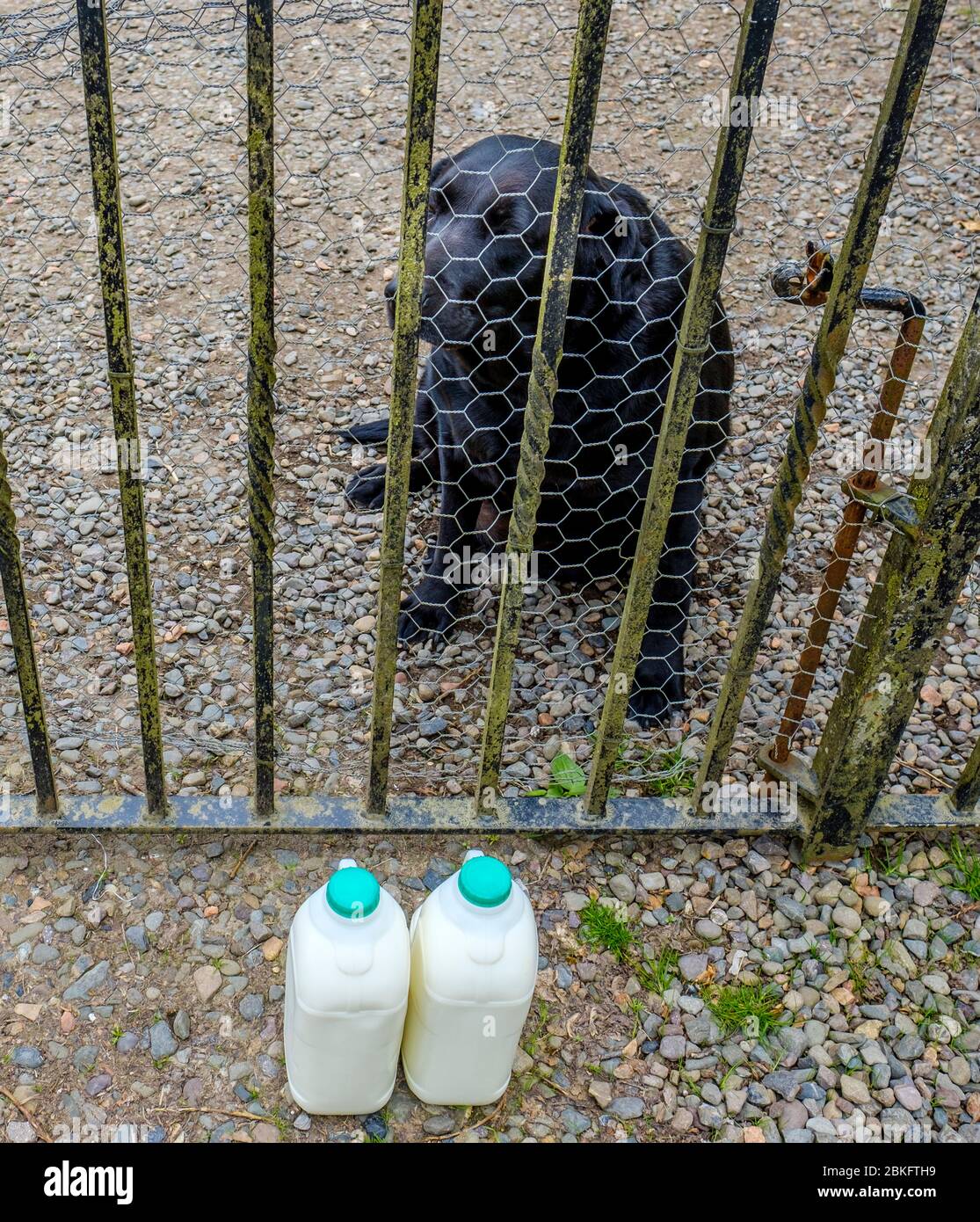 Millie, ein schwarzer labrador, der Milch, die an die Außenseite des Tores an einem Haus in South Lanarkshire, Schottland geliefert wird, bewacht. Stockfoto