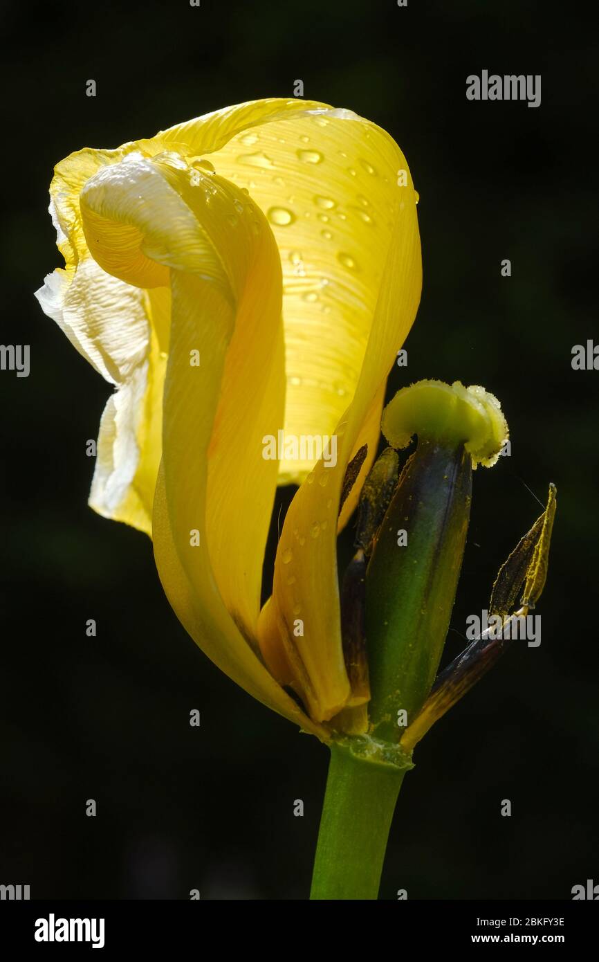 Eine Narzisse am Ende der Blütezeit. Stockfoto
