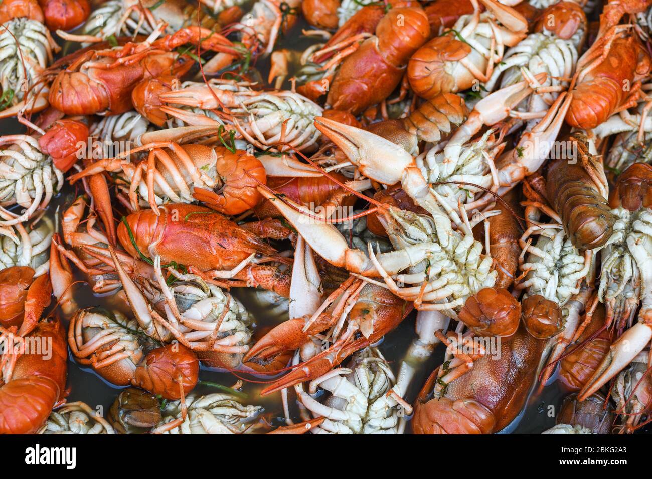 Gekochter Krabbenfisch, gebratener Krabbenfisch, Langusten étouffée, Krabbenbeignets. Krebse oder Krabben, Krabbeltiere während des Fischmarkt Street Food Festivals. Kochen Stockfoto