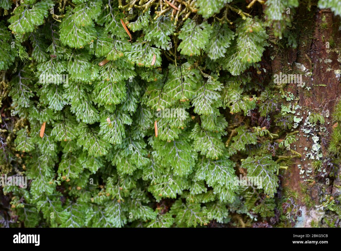 Yakushima, Island, Japan, Farne und Moos im Wald Stockfoto