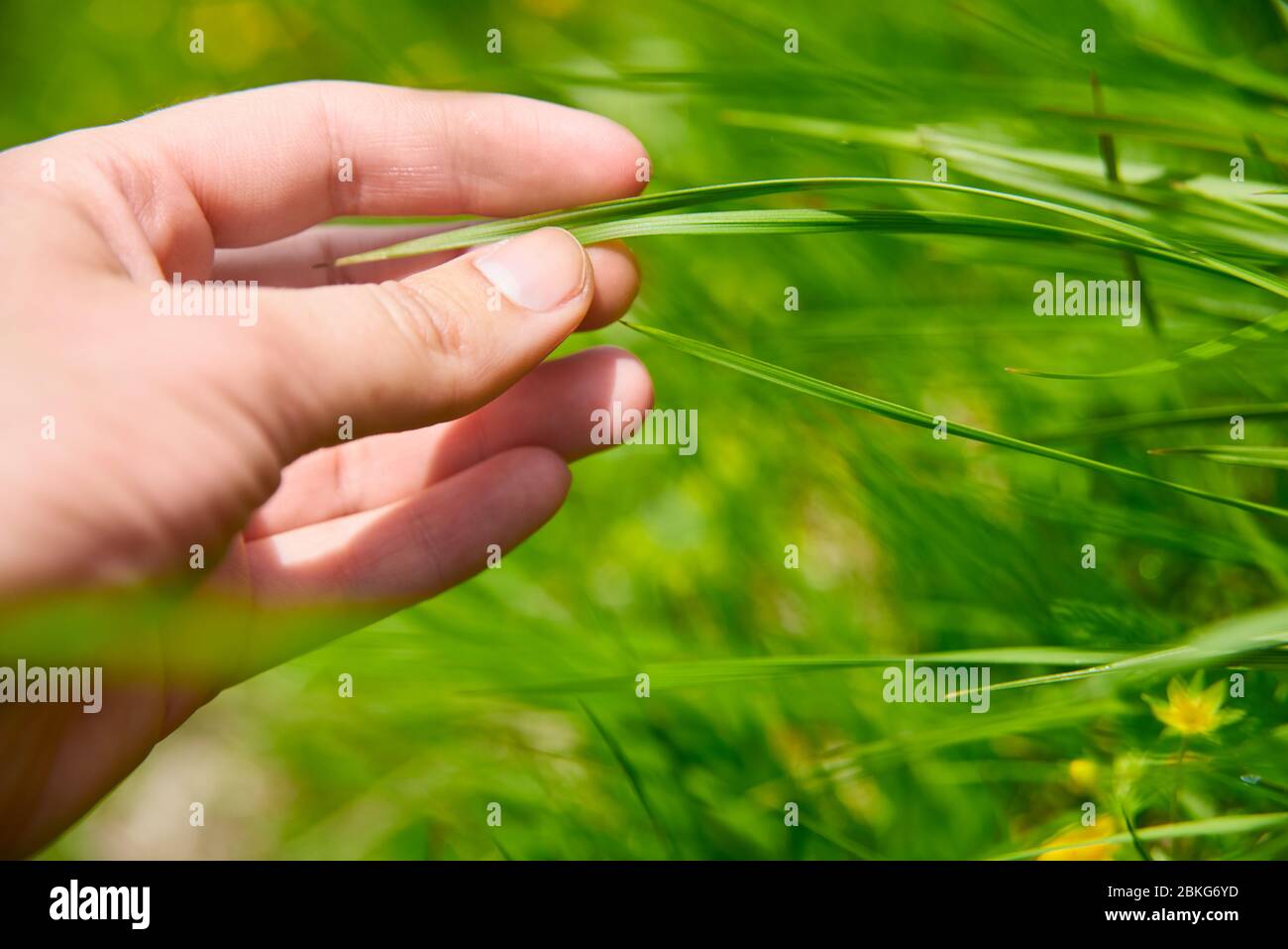 Menschliche Hand berühren grünes saftiges Gras Stockfoto