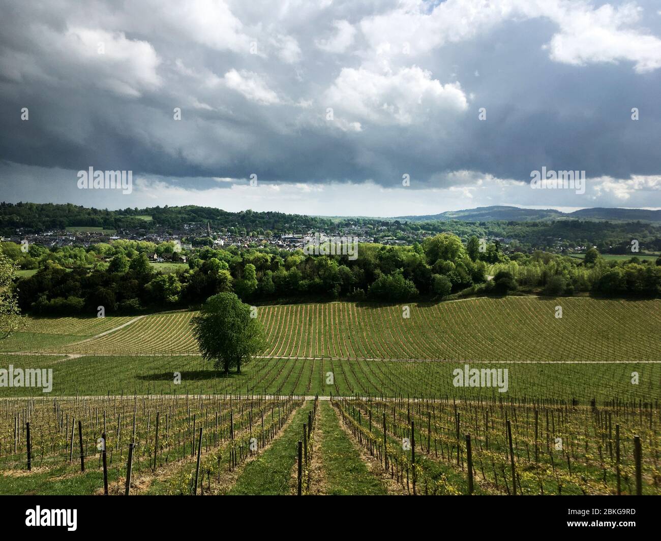 Surrey Hills, Großbritannien. Das Denbies Weingut mit Blick auf Dorking und Leith Hill. Der Weinberg produziert einige der besten Weine in England. Stockfoto