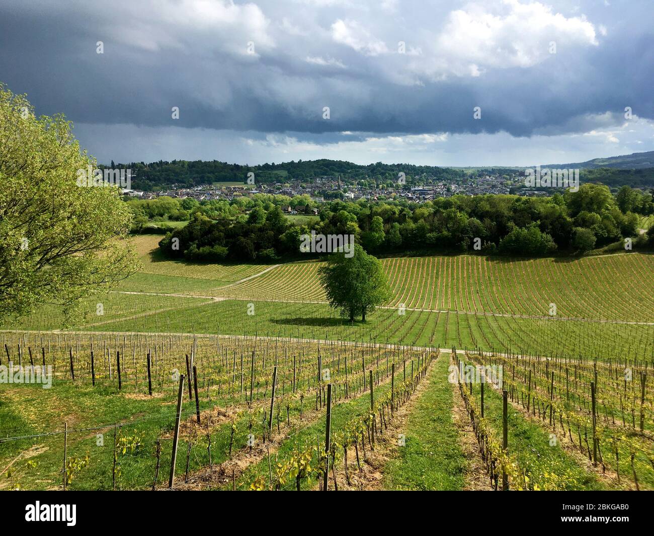 Surrey Hills, Großbritannien. Das Denbies Weingut mit Blick auf Dorking und Leith Hill. Der Weinberg produziert einige der besten Weine in England. Stockfoto