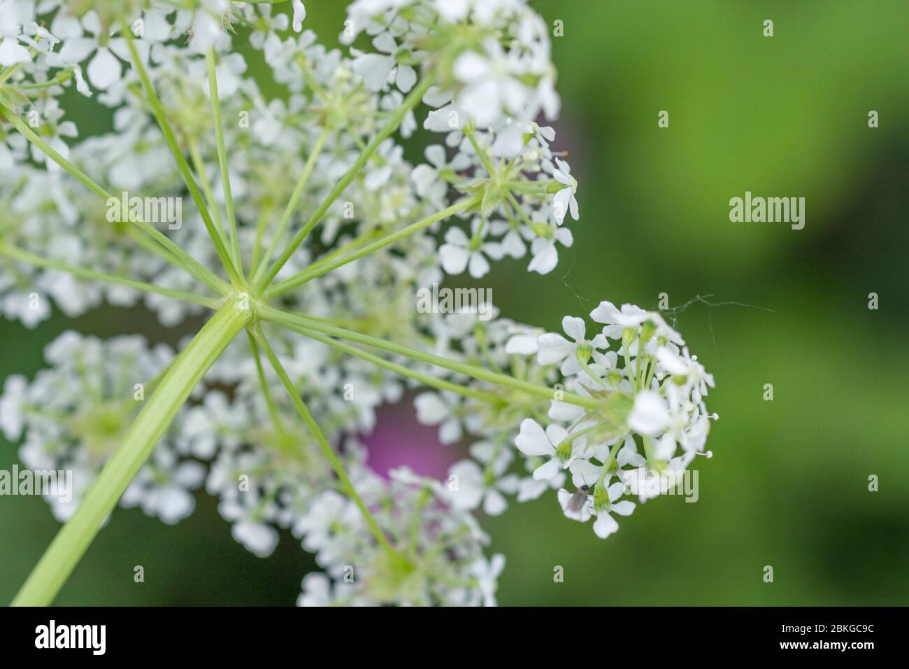 Unterseite der Kuh Petersilie / Anthriscus sylvestris Blume Dolde [Mai] wächst auf ländlichen Straßenrand. Gewöhnliches Unkraut aus Großbritannien & ziemlich schwer zu entfernen. Stockfoto