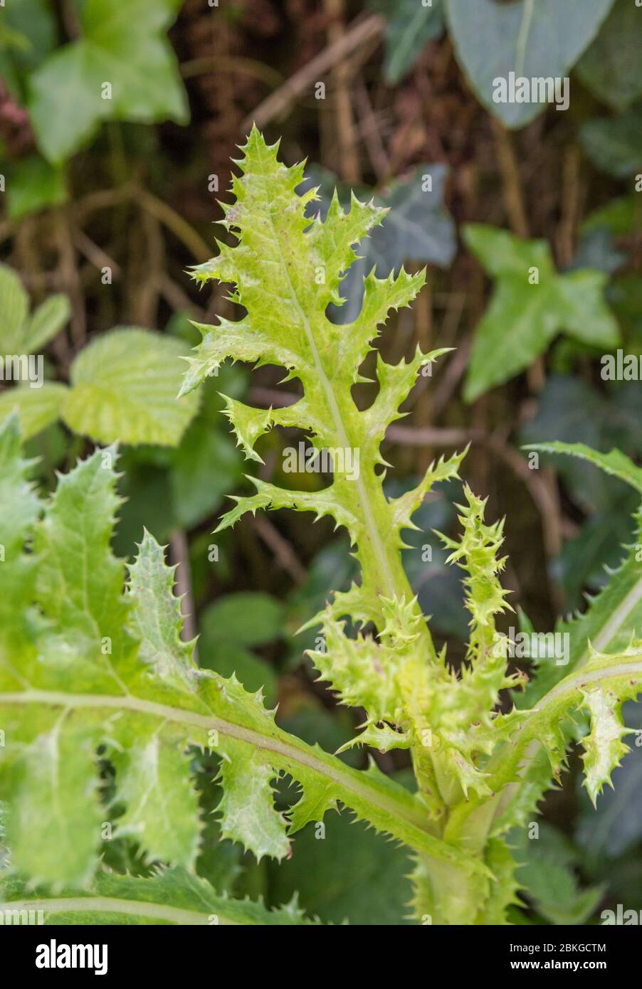 Junge unreife Blätter von Stachelschnäffeln-Thistle / Sonchus asper. Gemeinsame landwirtschaftliche Unkraut in Großbritannien, & einmal in Kräutermedizin & Kuren verwendet. Stockfoto