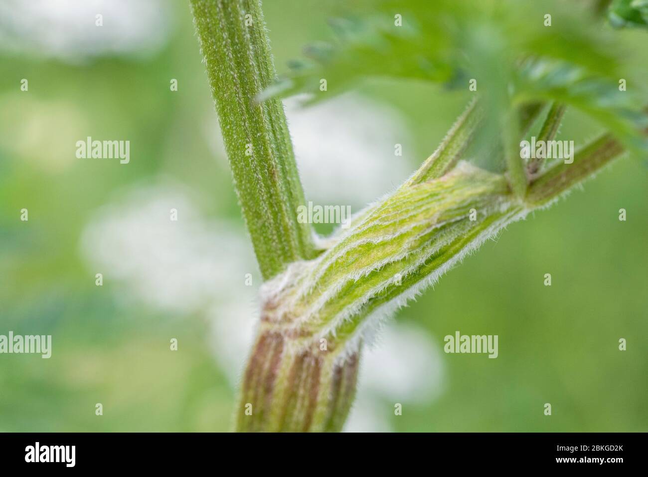 Behaarte Stiele von Kuhpsilie / Anthriscus sylvestris [Mai] wachsen am Rande der ländlichen Straße. Gewöhnliches Unkraut aus Großbritannien & ziemlich schwer zu entfernen. Stockfoto