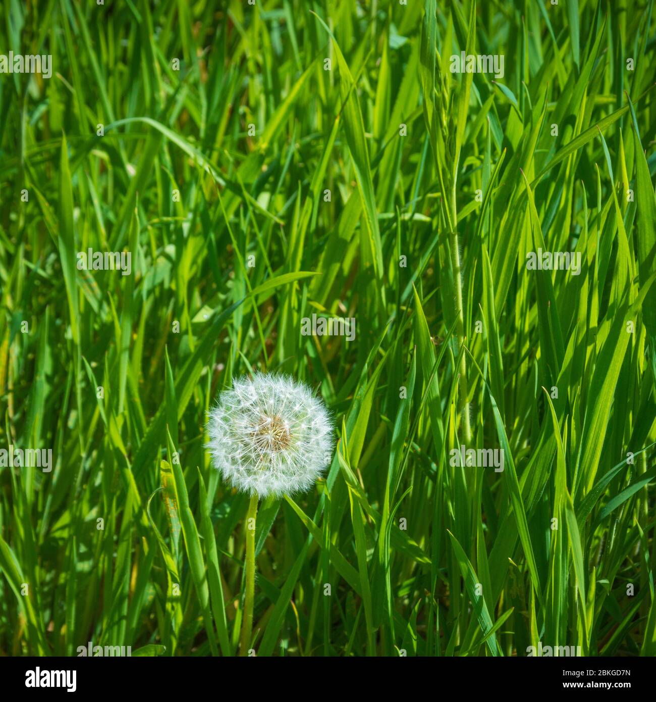 Einsame Löwenzahn/Taraxacum officinale Puff-ball Samen Kopf. Teile der Löwenzahn als hat Lebensmittel verwendet, und auch in der Kräutermedizin. Stockfoto