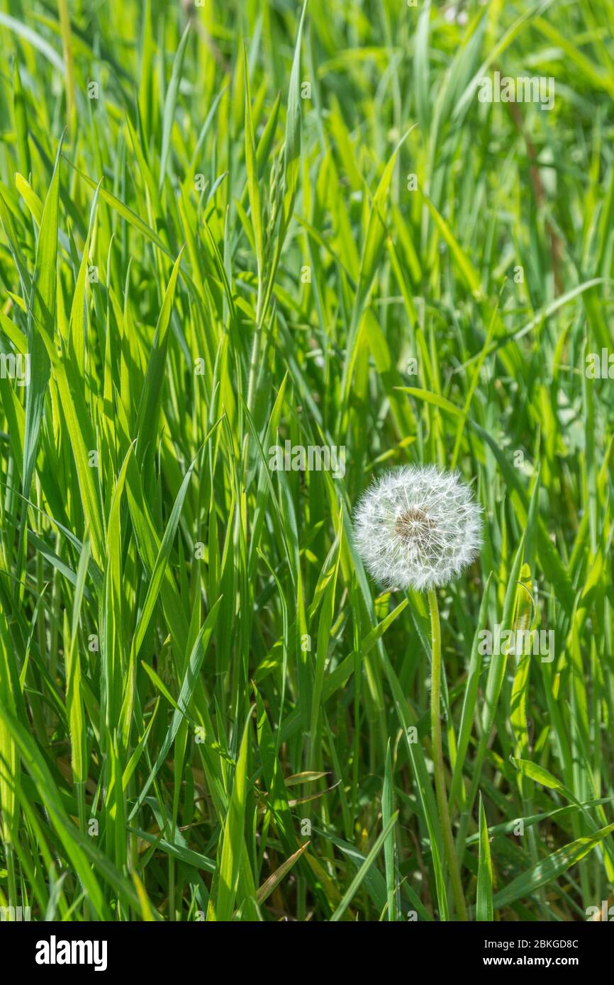Einsame Löwenzahn/Taraxacum officinale Puff-ball Samen Kopf. Teile der Löwenzahn als hat Lebensmittel verwendet, und auch in der Kräutermedizin. Stockfoto